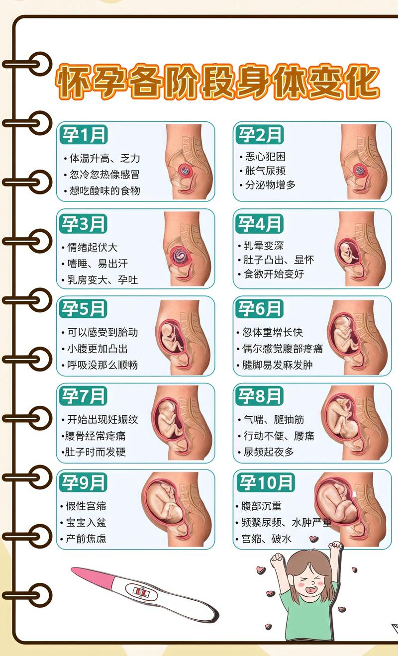揭秘供卵代孕妈妈怀孕小腹分两节，孕期变化的奥秘荆州代生机构: